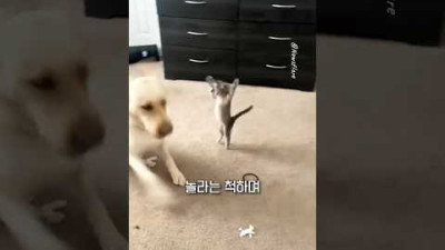 쉬고 있는 리트리버를 놀라게 한 아기 고양이